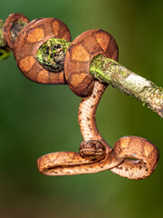 The corn snake (Pantherophis guttatus or Elaphe guttata) is lying on the stone, dry grass and dry leaves round. Up to close. Red, brown and yellow color snake.