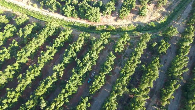 Aerial top down orbit of a tractor spraying pesticides alongside waru waru avocado plantations in a farm field on a sunny day
