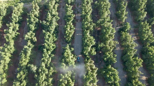 Aerial top down dolly in of blue tractor spraying pesticides on waru waru avocado plantations in a farm field at daytime