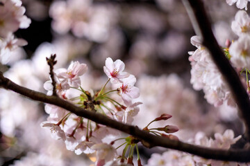 夜桜