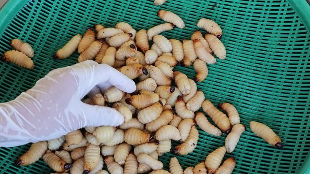 Hands are selecting red palm weevil or sago worm larvae in a green plastic tray to sell at the flea market.
