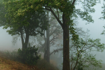 Naklejka premium Foggy Forest Trees- Beautiful Winter Landscape 