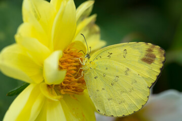 A butterfly is swarming yellow flower. Beauty in nature.