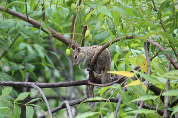 Obraz premium Cute grey squirrel hanging and search on the branch of the tree