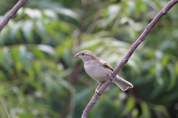 little house sparrow sitting  n green neem tree's branch