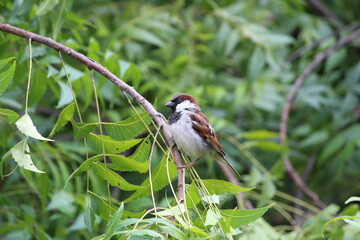 little house sparrow sitting  n green neem tree's branch