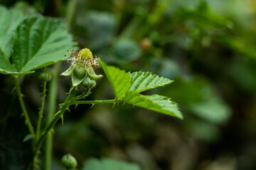 Blackberry flowers resemble an exotic lily, leaves like an iris