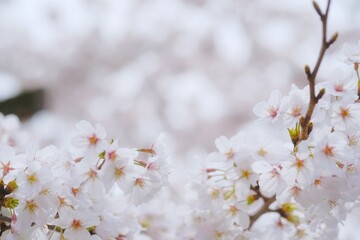 spring blossom