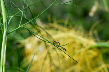 spider on the grass