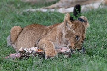 Fototapeta na wymiar lion cub in the grass chewing on a bone
