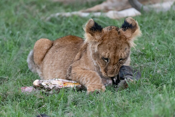 lion cub eating in the grass