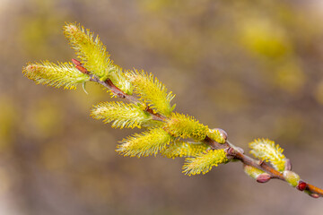 Willow branch with its inflorescences in spring. Salix. Salce.