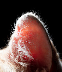 Cat's ear on a black background.