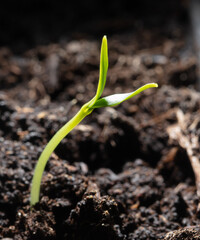 A small sprout of bell pepper sprouts in the ground.