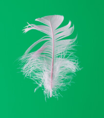 Pink feather isolated on green background.