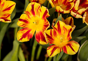 Obraz na płótnie Canvas Yellow-red flowers tulips in the park.