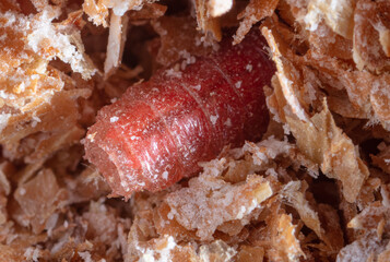 Red maggot worms in sawdust.