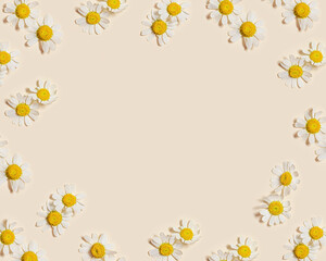 Naklejka na ściany i meble Natural summer chamomile flowers, minimal floral frame on beige background with copy space. Small fresh yellow white daisy blossoms. Spring or summer nature card, seasonal field flower