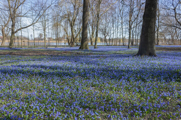 Carpet of blue flowers in spring forest. Proleska or Scylla - blue snowdrop, the first spring flowers.