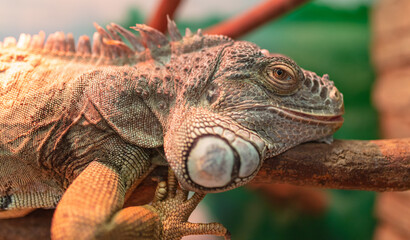 Fototapeta premium Portrait of a chameleon in the zoo.
