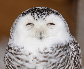 Portrait of a sleeping owl