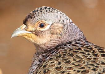 Portrait of a pheasant in the zoo.