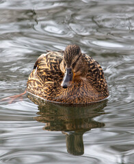 Duck swims in a pond