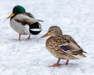 Portrait of a duck in the snow