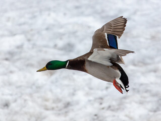 Duck in flight over snow in winter.