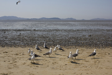 Seagulls gathering on the beach