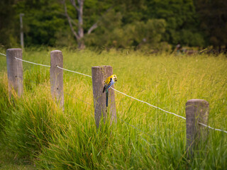 Rosella Eating Grass Seed Sitting on a Fence