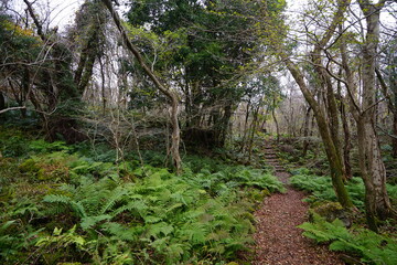 fern and bare trees in autumn forest
