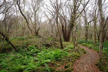 fern and bare trees in autumn forest
