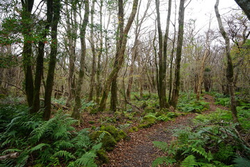 Obraz premium bare trees and pathway