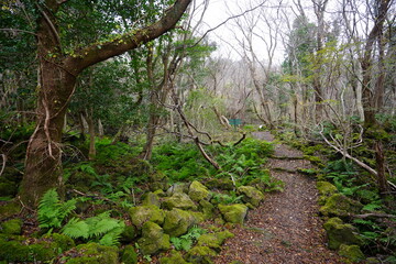 Fototapeta premium fern and bare trees in autumn forest 