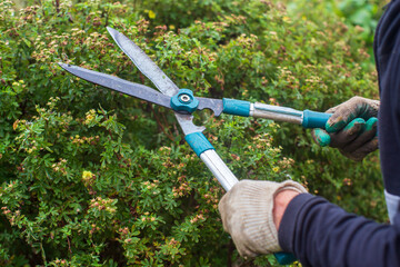 Farmer hands make pruning of bushes with large garden shears.