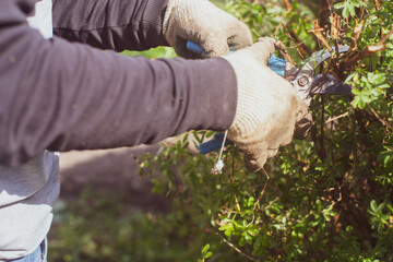 Farmer hands make pruning of bushes with large garden shears.