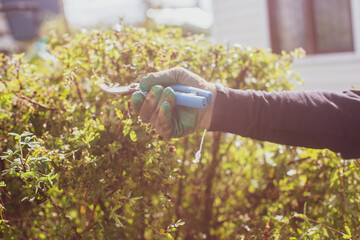 Farmer hands make pruning of bushes with large garden shears.