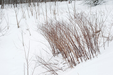Winter landscape with a park after snowstorm, April 2022