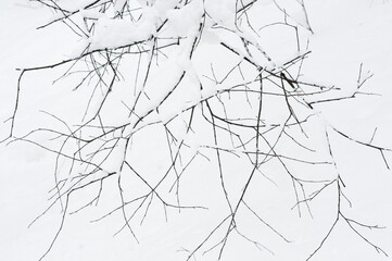 Obraz premium Tree branches covered in snow, April 2022