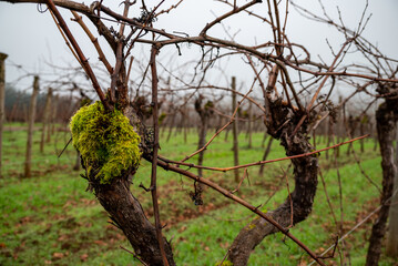 A closeup of old grapevines in an Oregon vineyard in winter, moss covering the trunks, bare branches and tendrils curving away, green grass between rows.  - obrazy, fototapety, plakaty