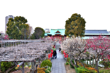亀戸天神社の鮮やかな紅梅白梅
