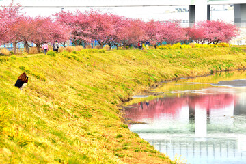 茅ヶ崎小出川土手に咲く河津桜と菜の花