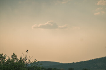 Small bird in a tree