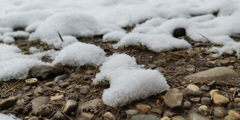 snow on the branches