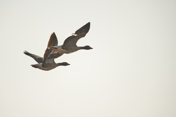 A couple of greylag geese in flight