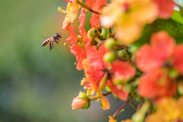 Cute little bee collecting honey in the flower bush