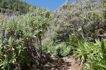 Fototapeta na wymiar Blumen in Berglandschaft auf Gran Canaria