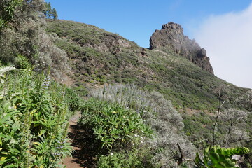 Blumen in Berglandschaft auf Gran Canaria