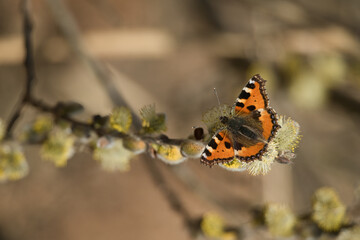 Butterfly on flowering pussy willow